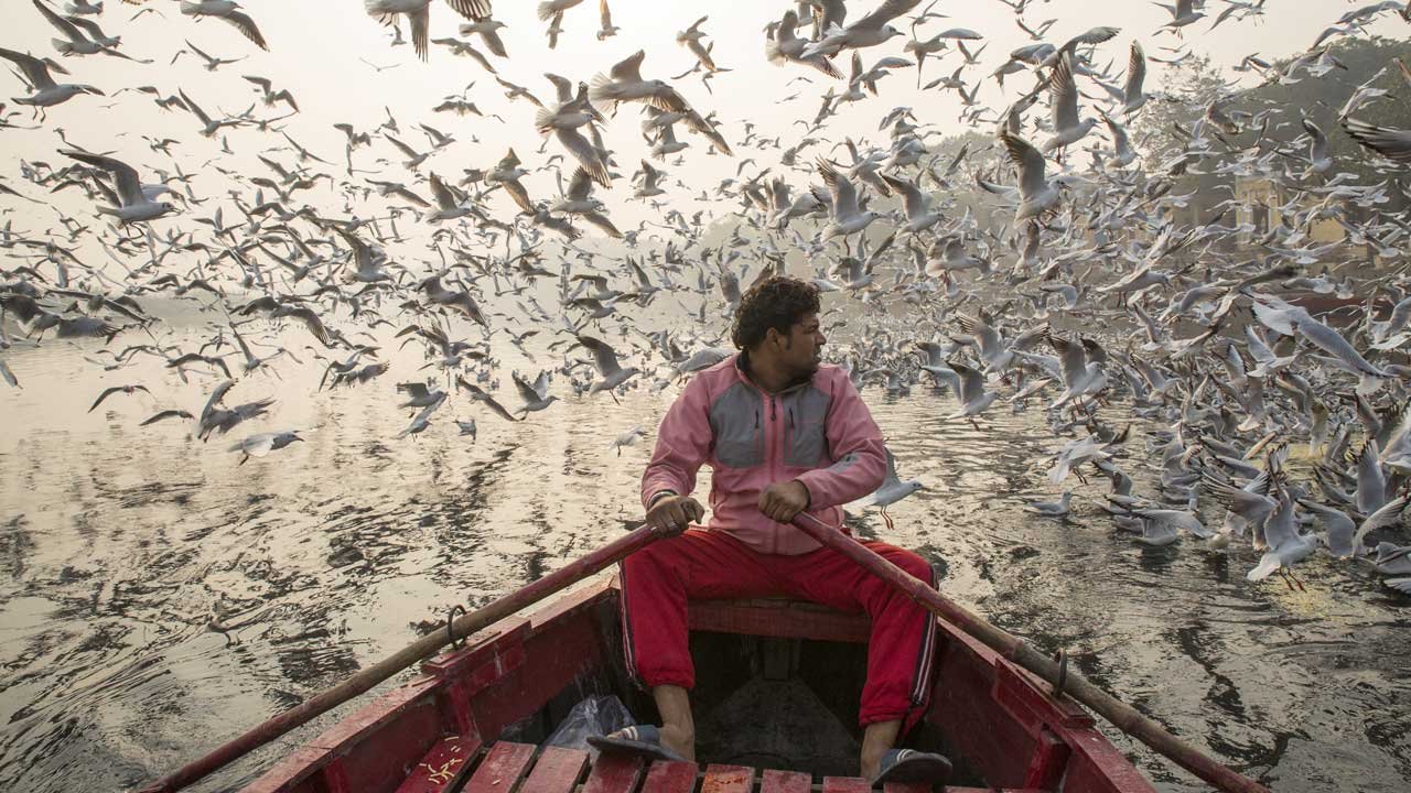 पक्षी प्रवास के लाभ