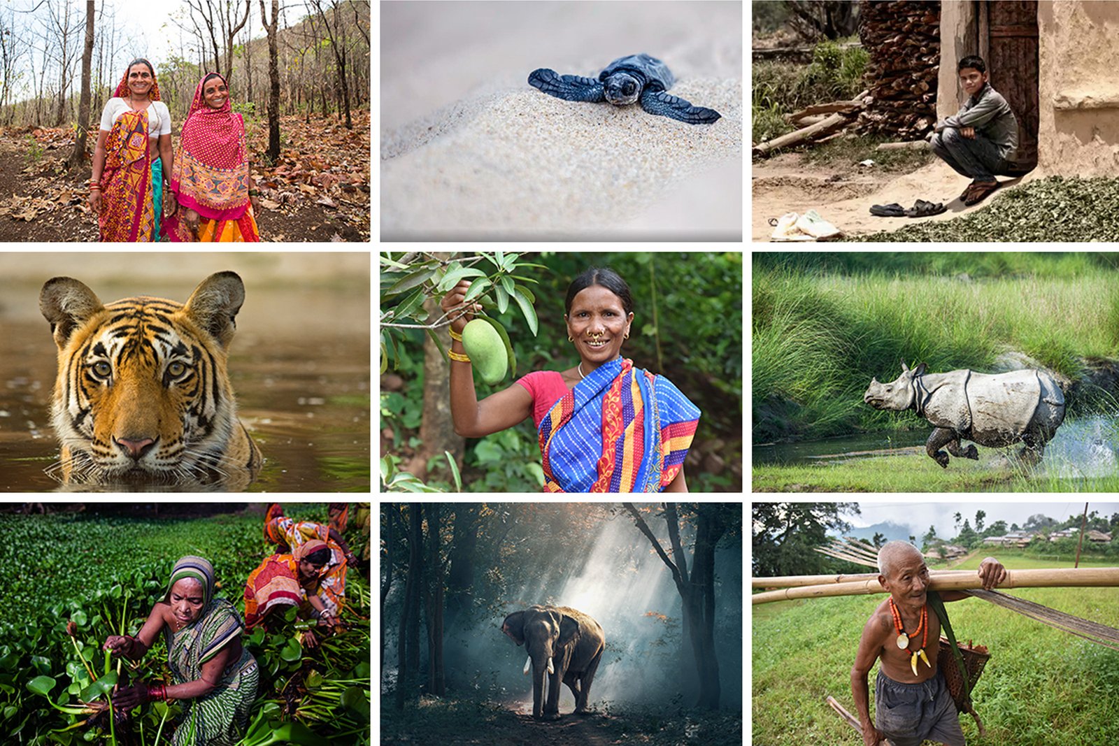 भारत में जैव विविधता की हानि