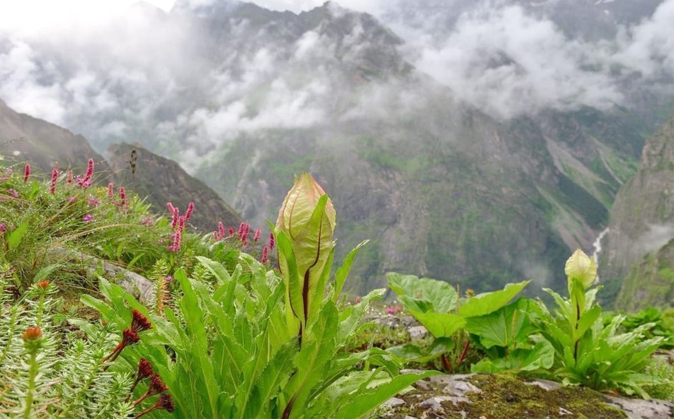 Brahma Kamal